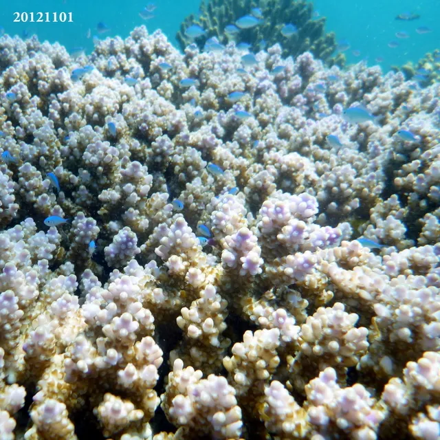Bushy staghorn coral