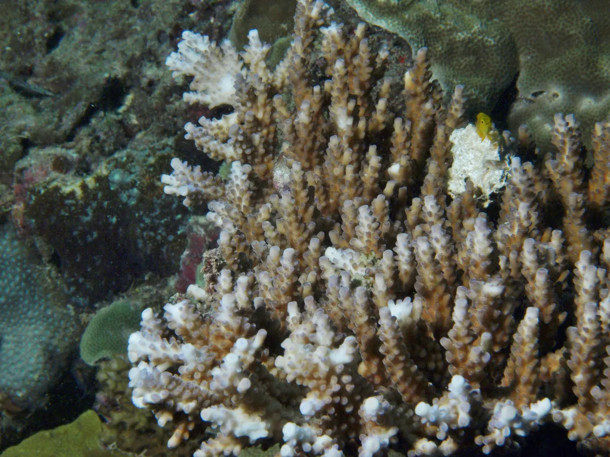 Bushy staghorn coral