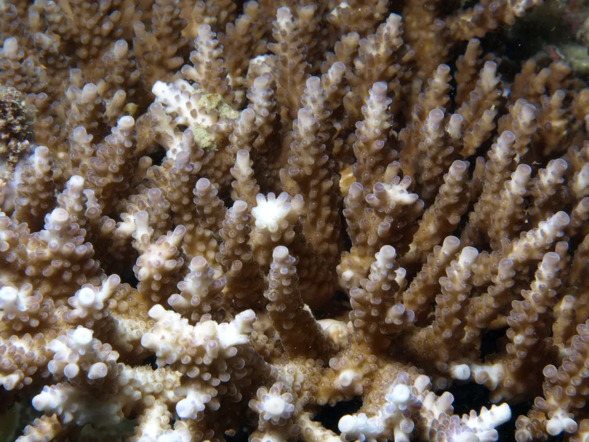 Bushy staghorn coral