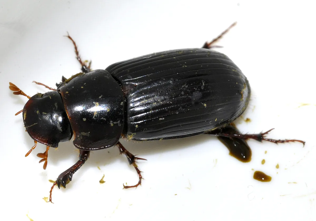 Night-flying Dung Beetle