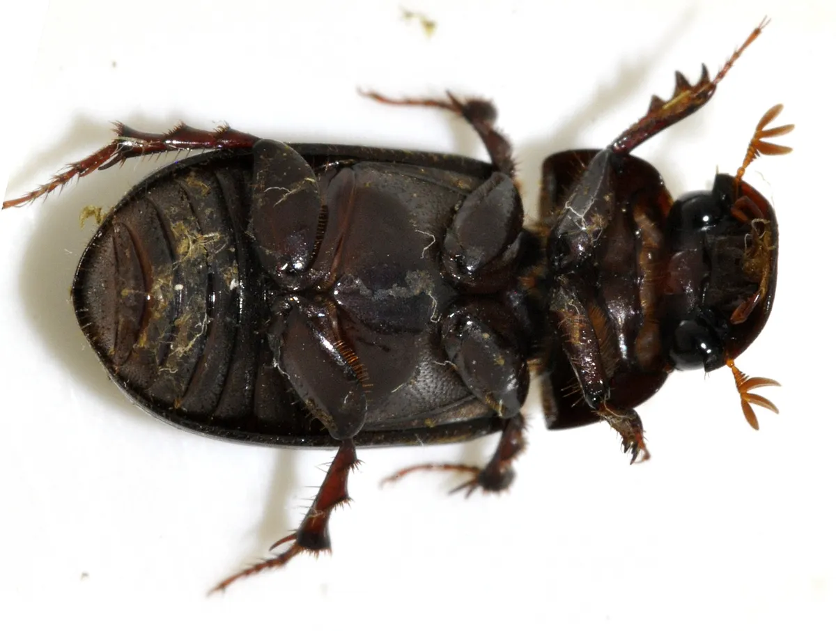 Night-flying Dung Beetle