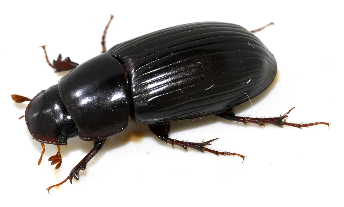 Night-flying Dung Beetle