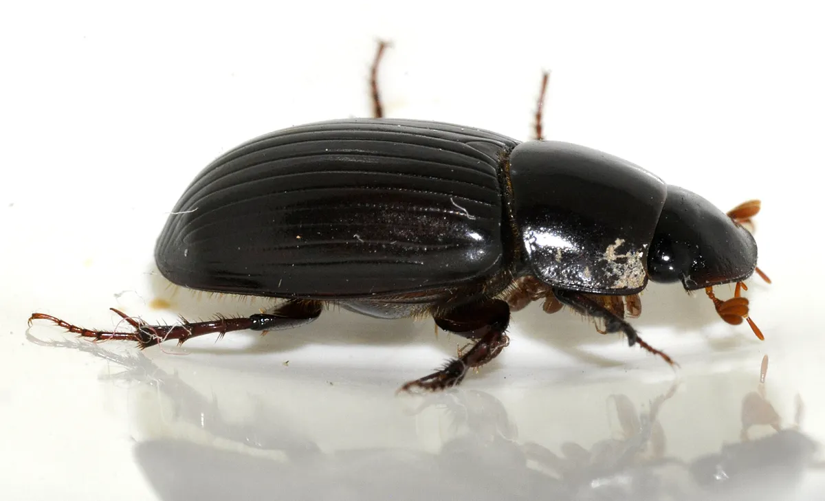 Night-flying Dung Beetle