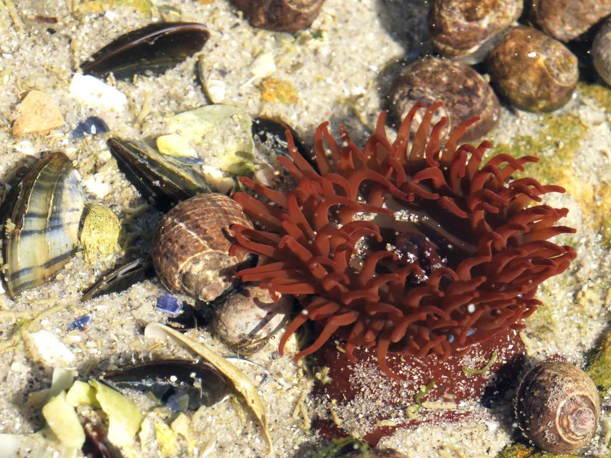 Beadlet Anemone
