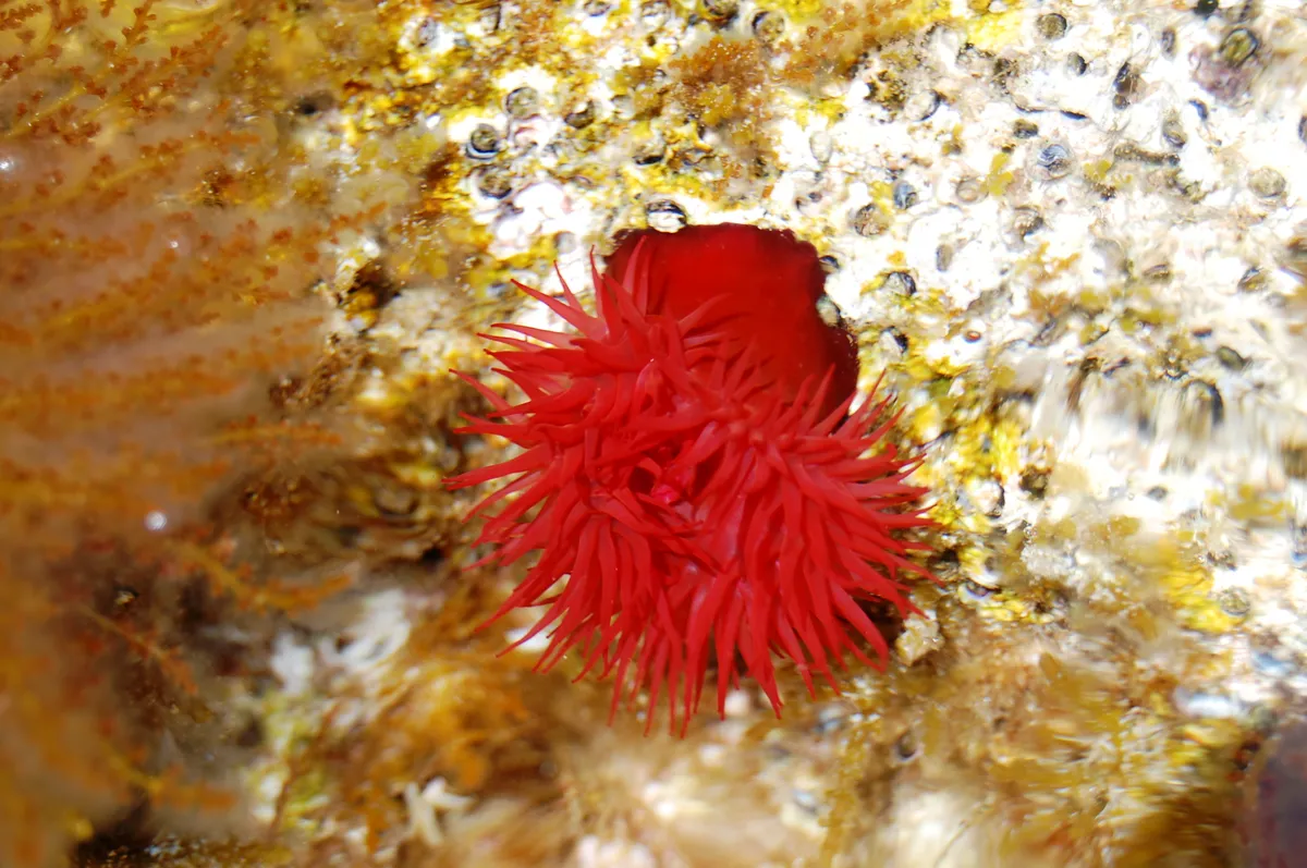 Beadlet Anemone