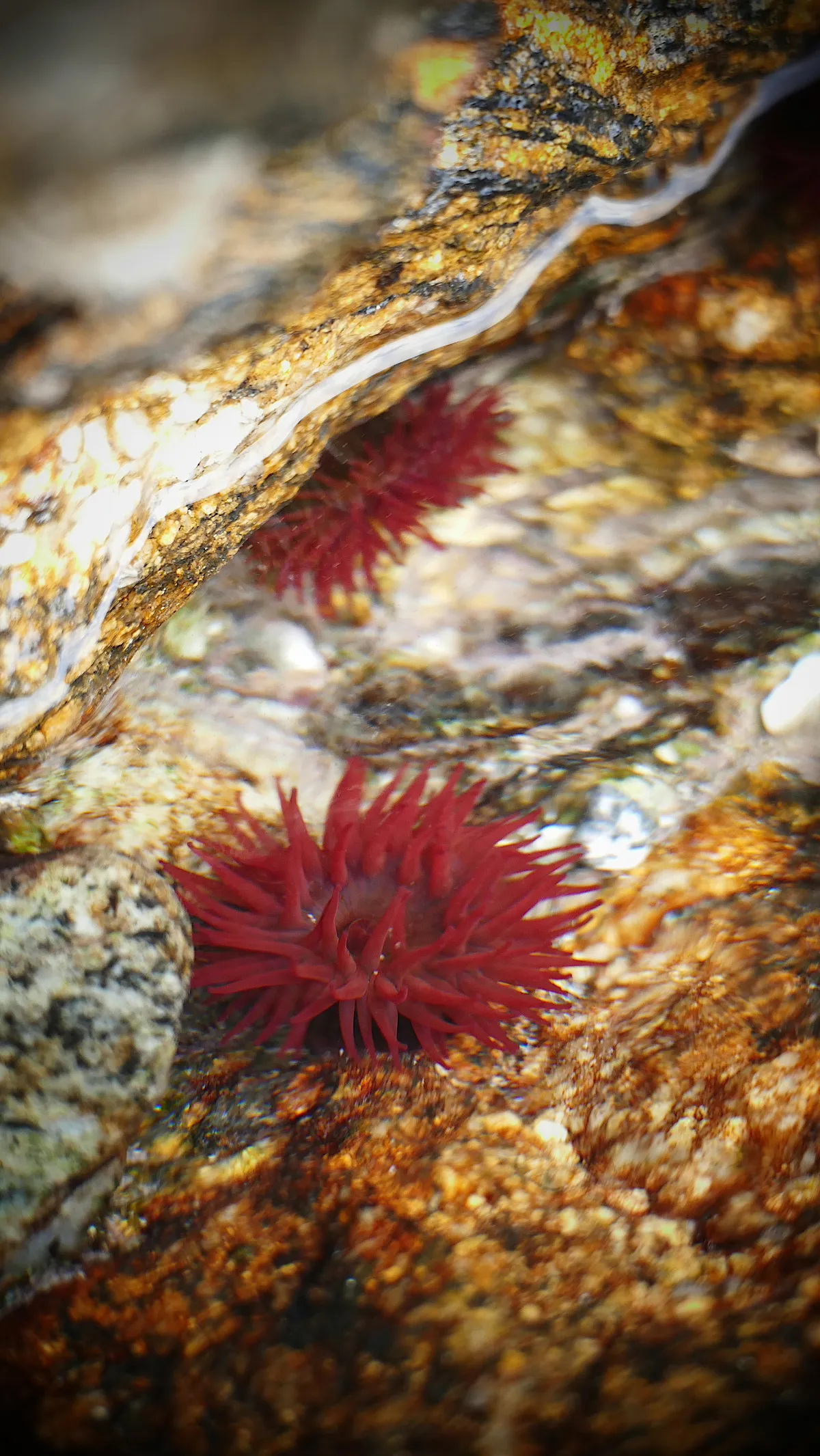 Beadlet Anemone
