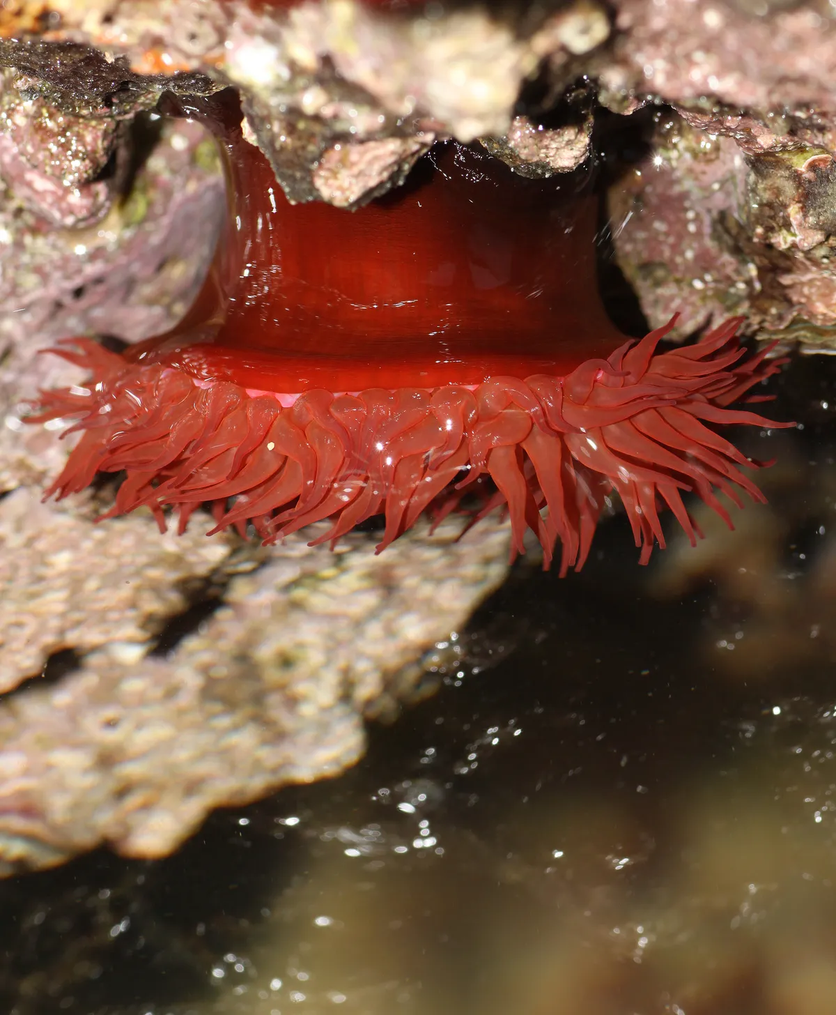 Beadlet Anemone