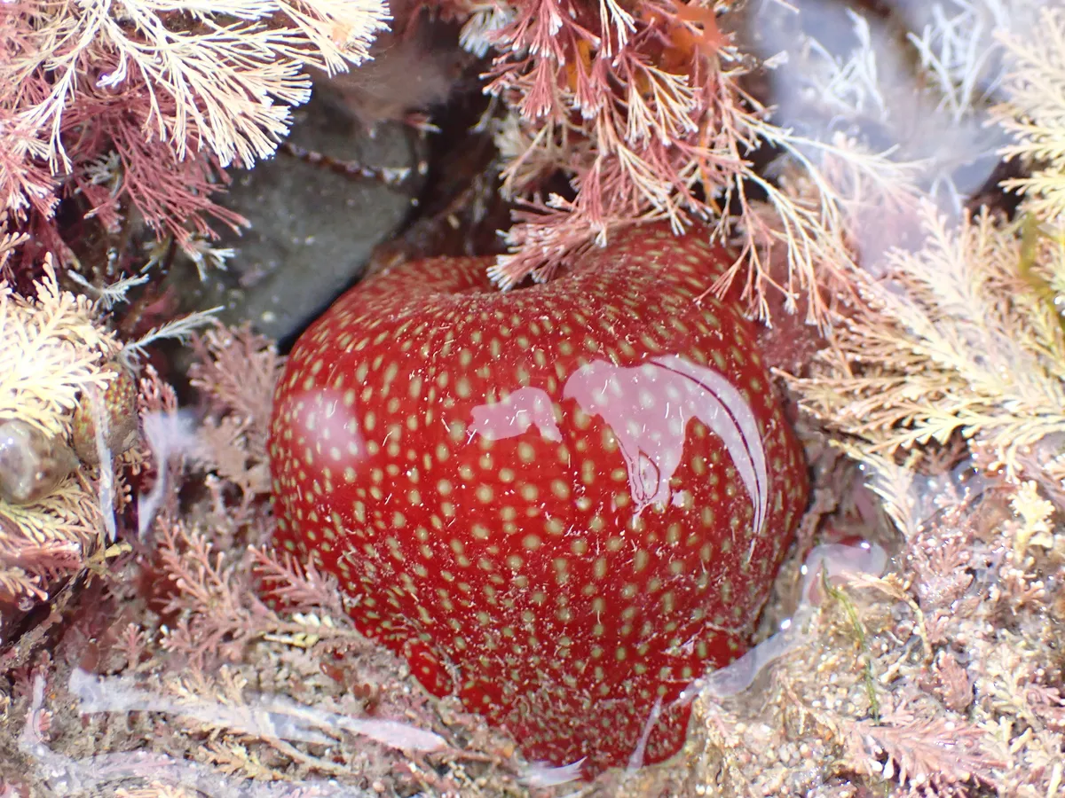 Actinia fragacea