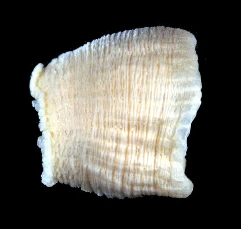 Actinostella bradleyi