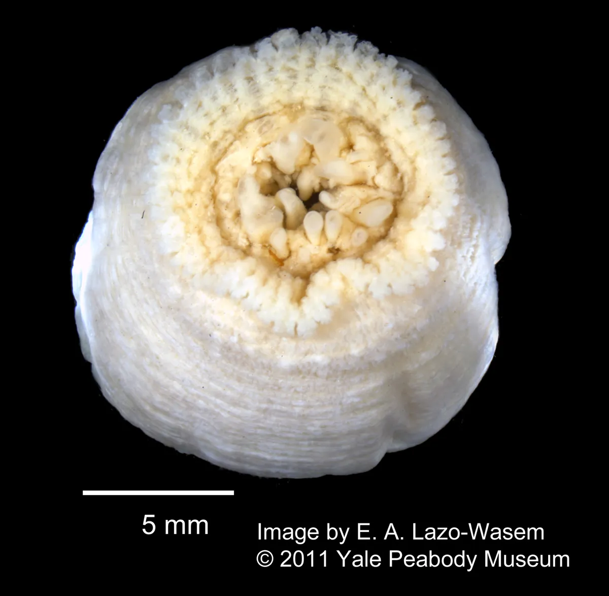 Anémona de Mar de Bradley