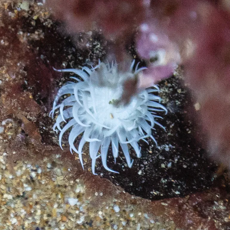 Sandalled Anemone