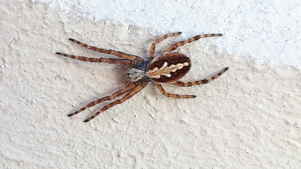 Araña Tejedora de Walckenaer