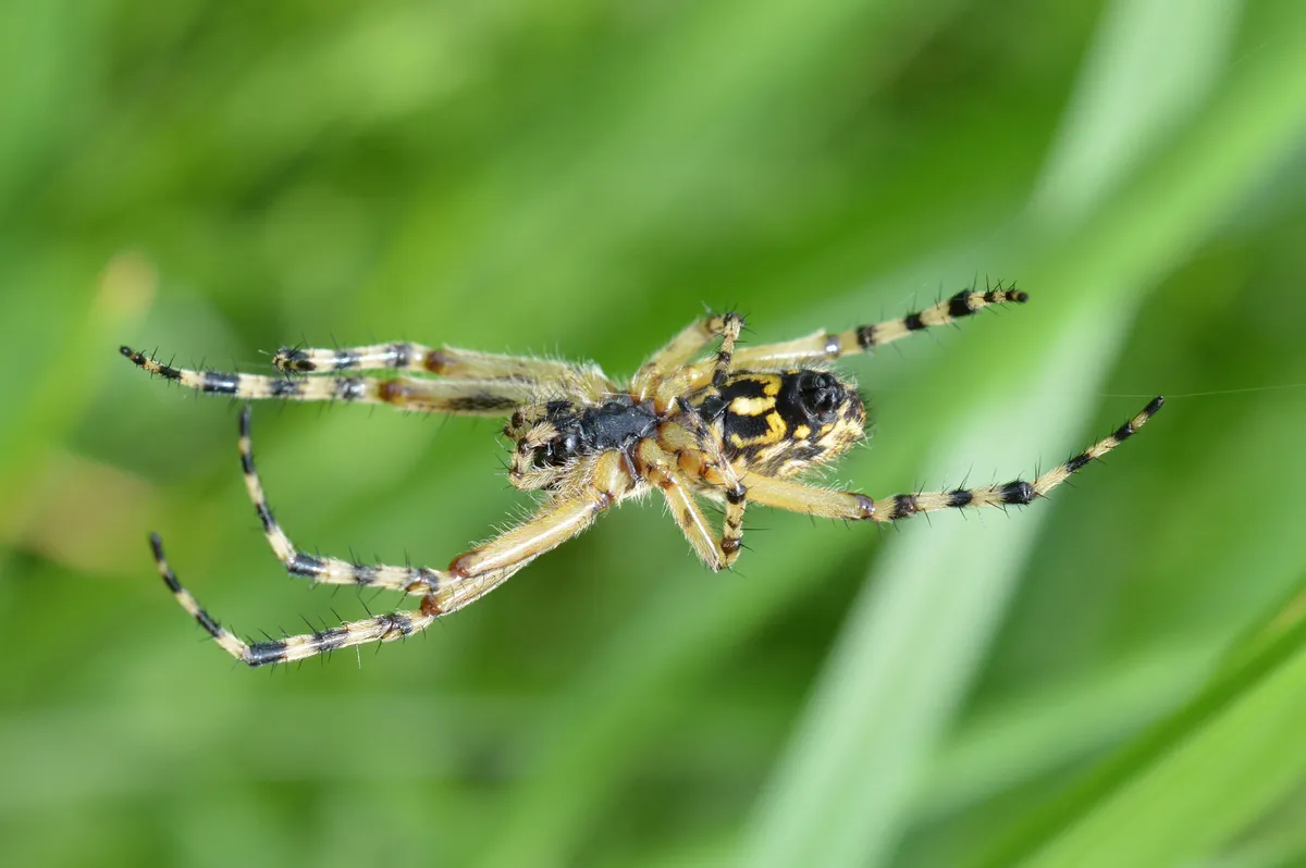Araña Tejedora de Walckenaer