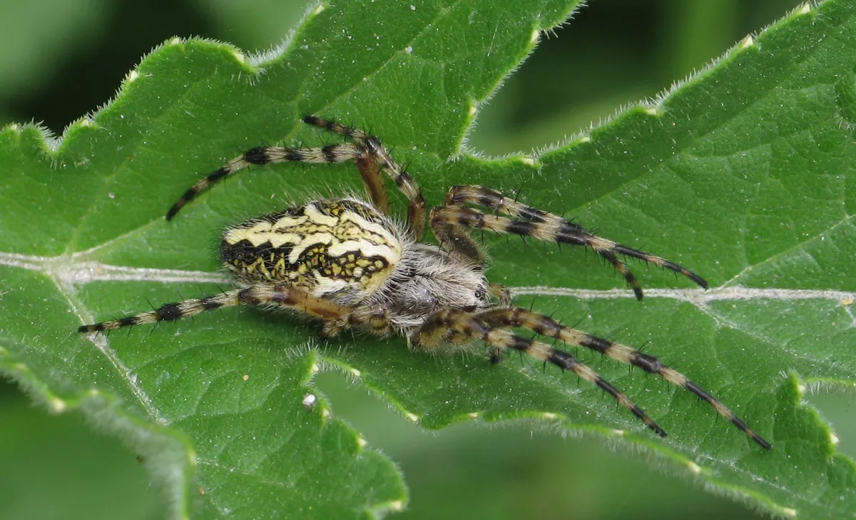 Araña Tejedora de Walckenaer