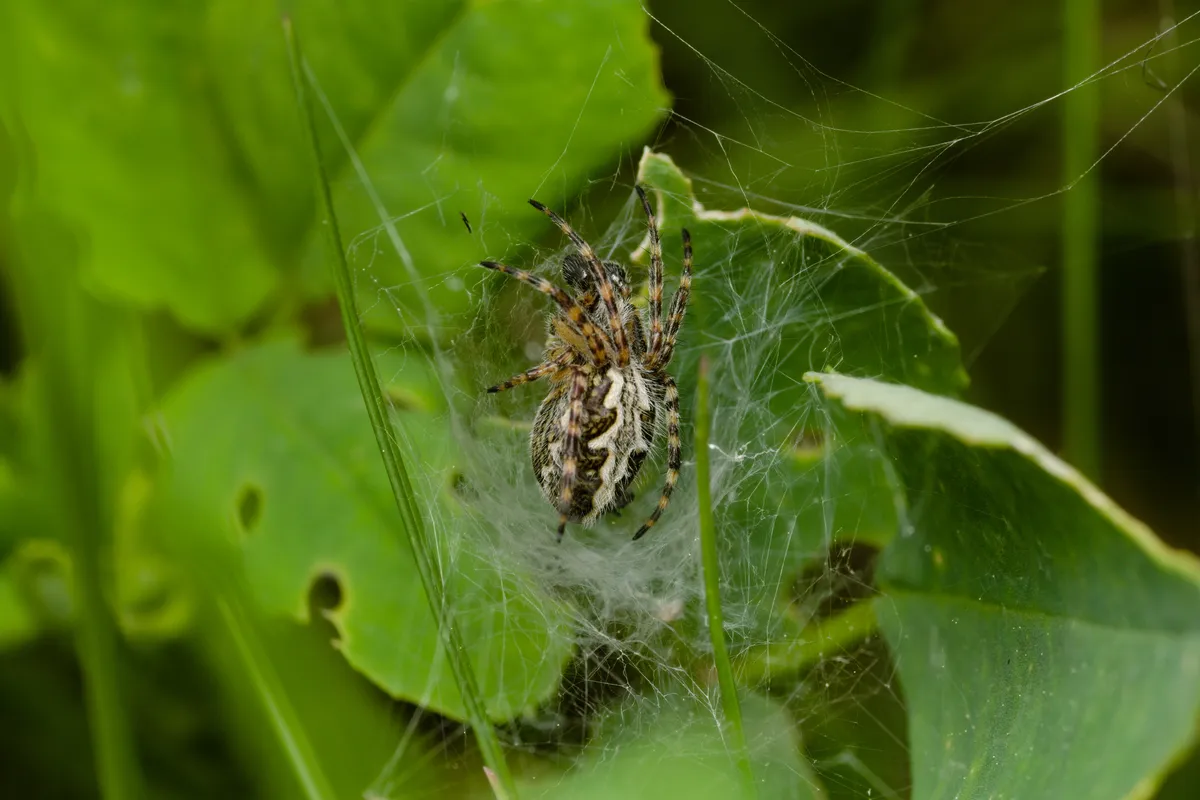 Araña Tejedora de Walckenaer