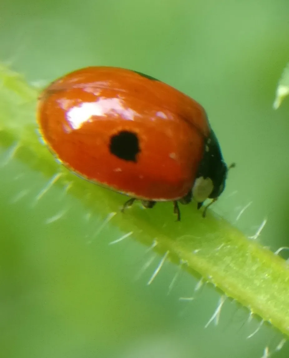Twospotted lady beetle