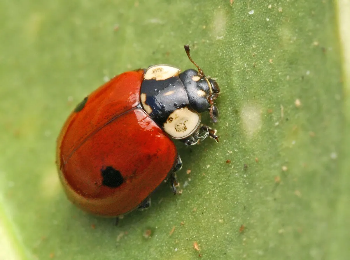 Twospotted lady beetle