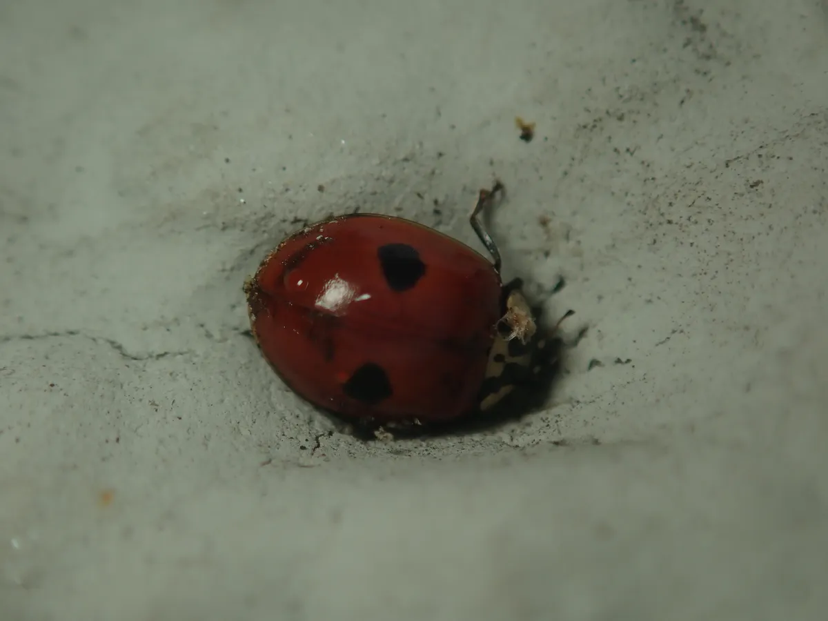 Twospotted lady beetle