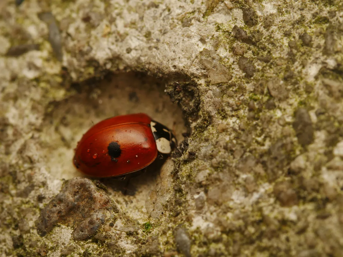 Twospotted lady beetle