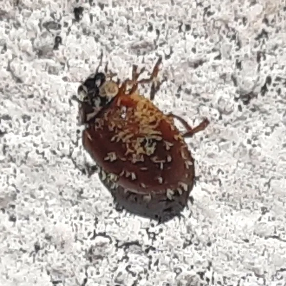 Twospotted lady beetle