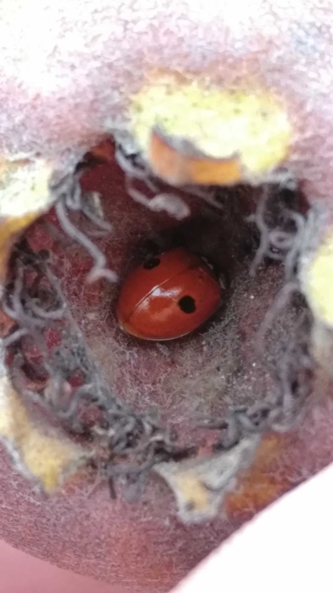 Twospotted lady beetle