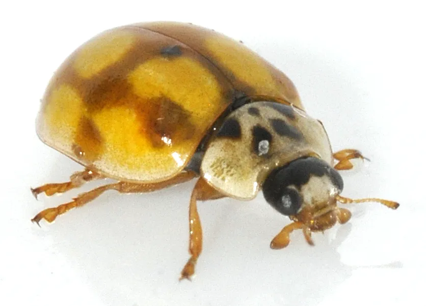 Adalia decempunctata