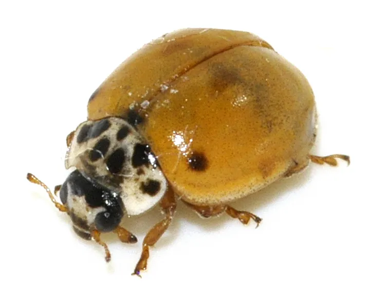 Mariquita de Diez Puntos