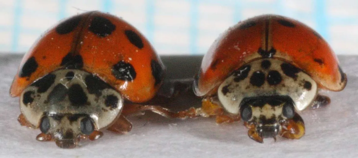 Mariquita de Diez Puntos