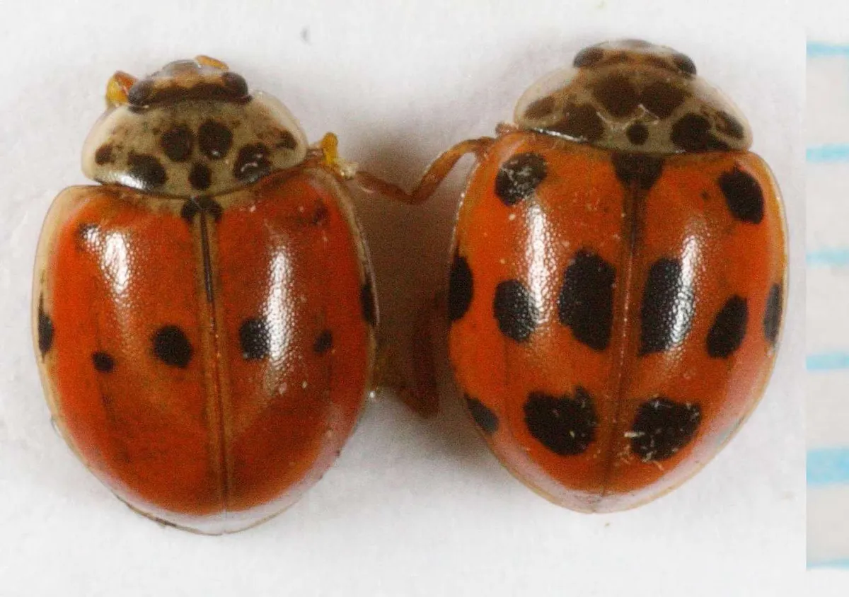 Mariquita de Diez Puntos