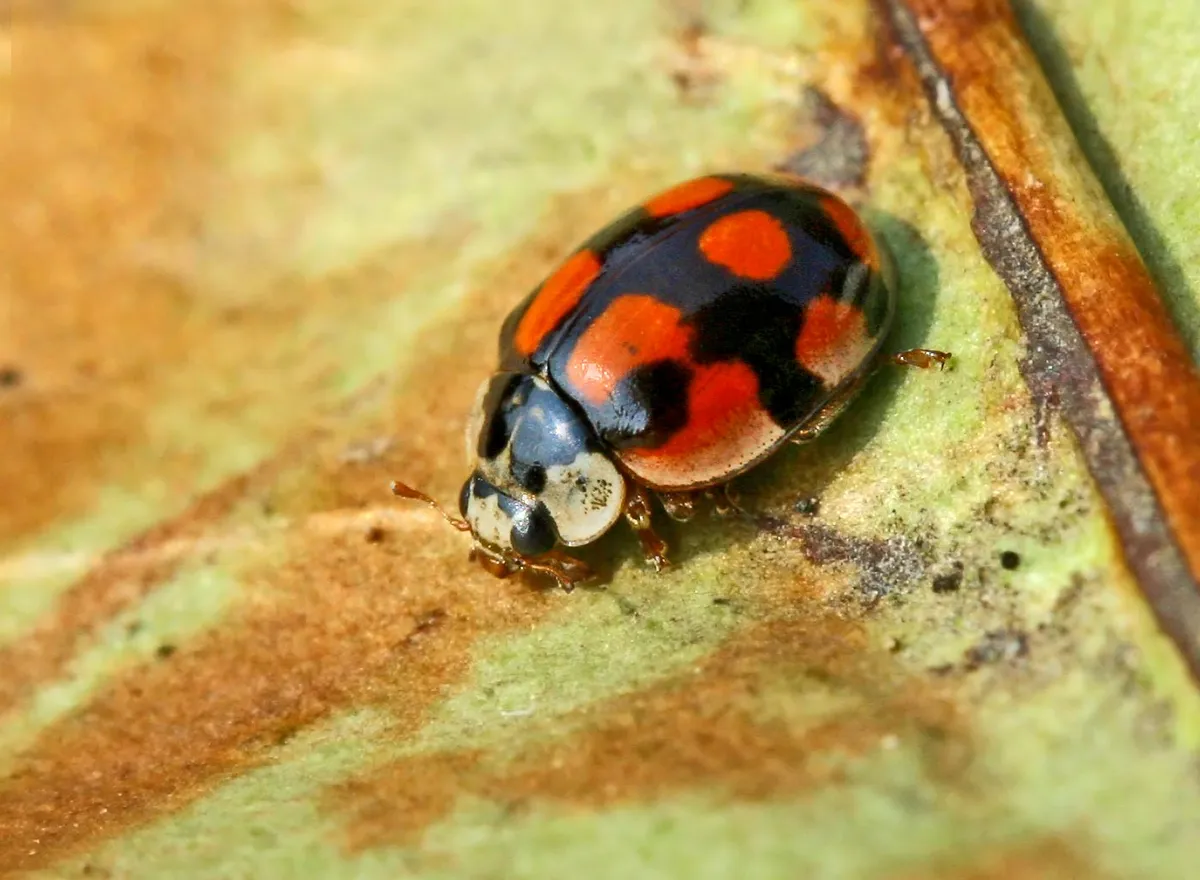 Mariquita de Diez Puntos