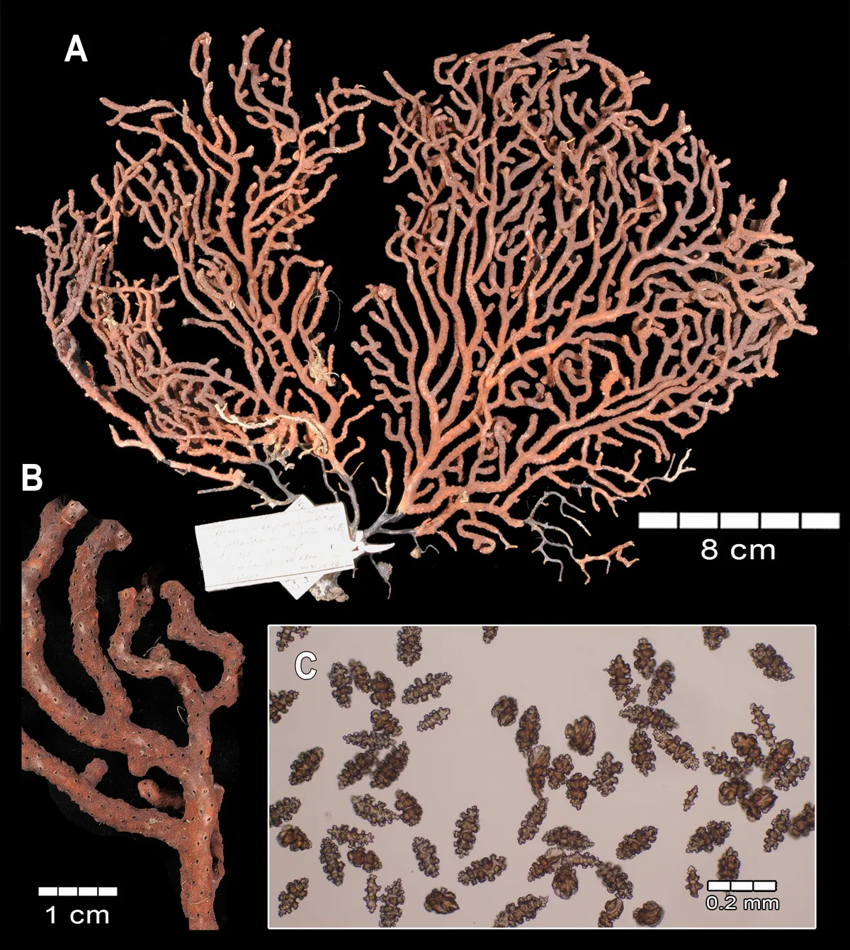 Coral Gorgonia Phyllosclera