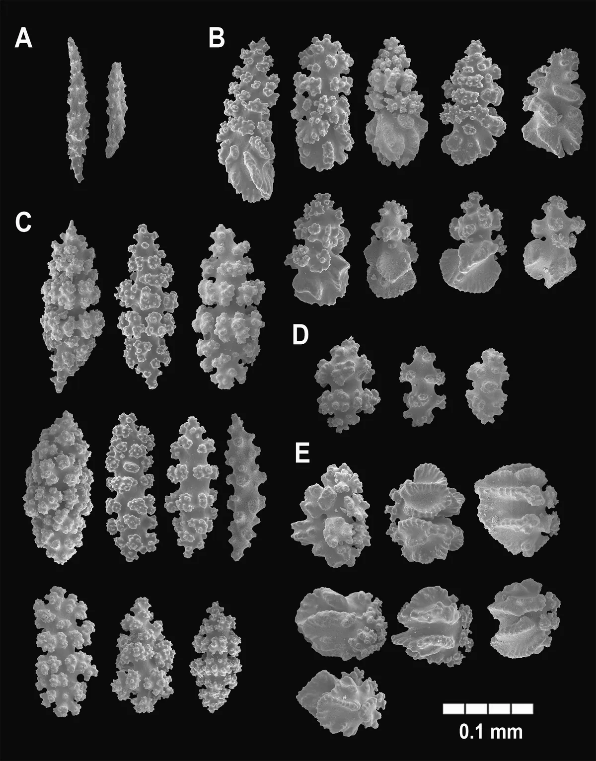 Coral Gorgonia Phyllosclera