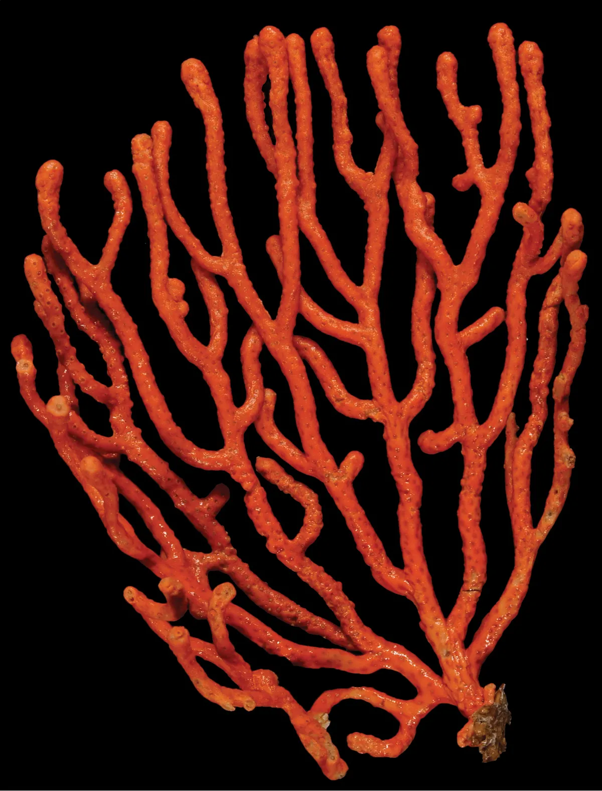 Coral Gorgonia Phyllosclera