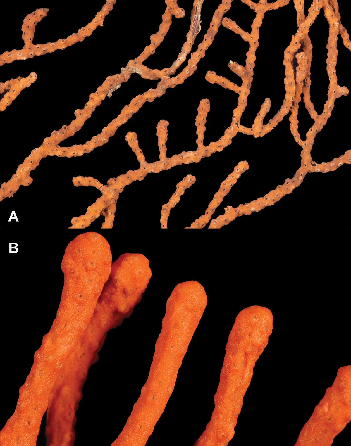 Coral Gorgonia Phyllosclera