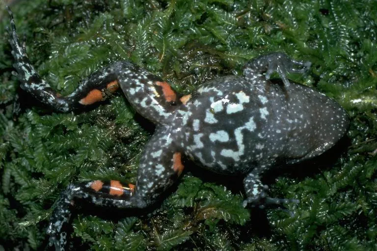 Tusked Frog