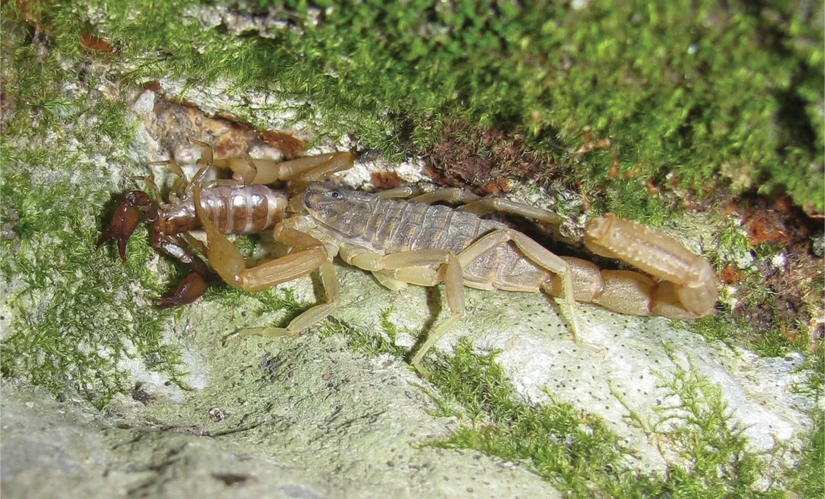 Aegaeobuthus gibbosus