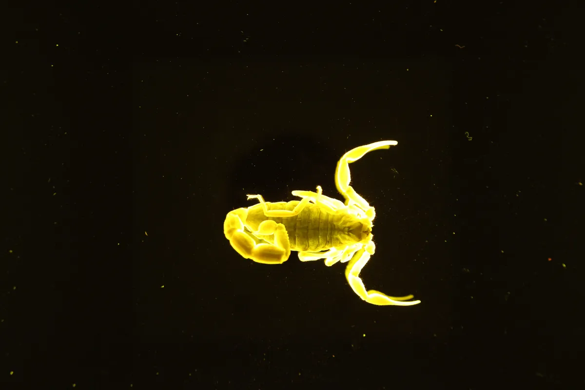 Aegean Buthid Scorpion