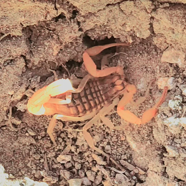 Aegean Buthid Scorpion