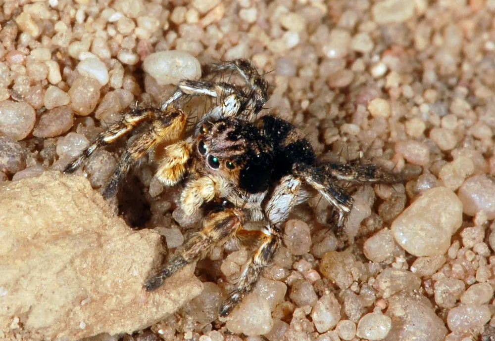 Aelurillus v-insignitus