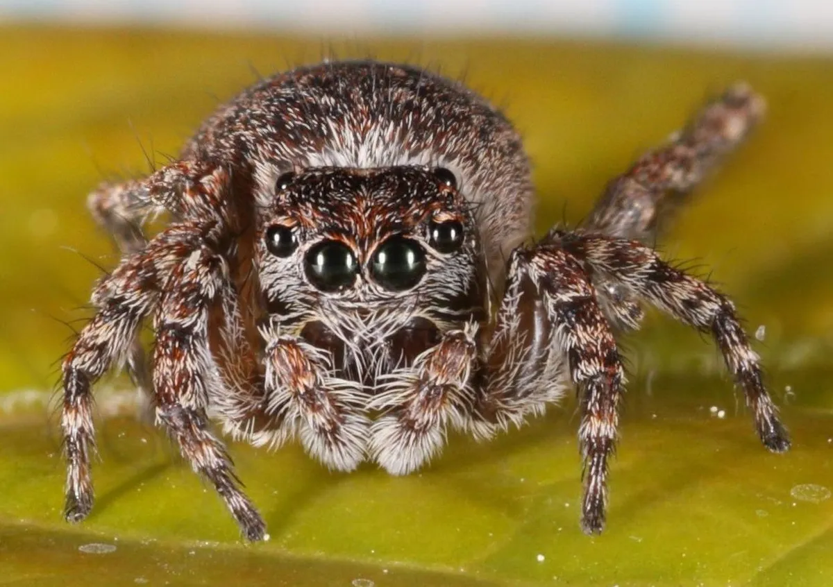 Araña Saltadora con Marca en V