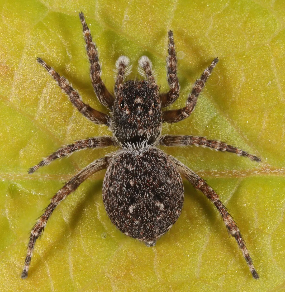 Araña Saltadora con Marca en V