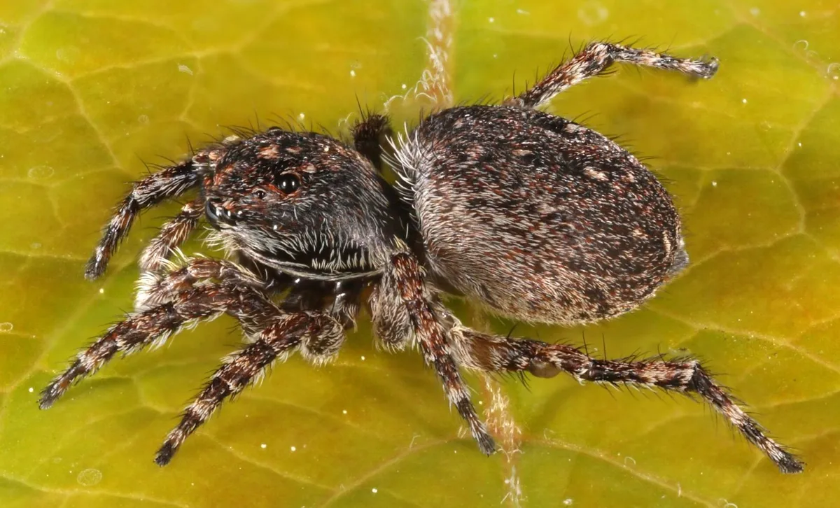 Araña Saltadora con Marca en V