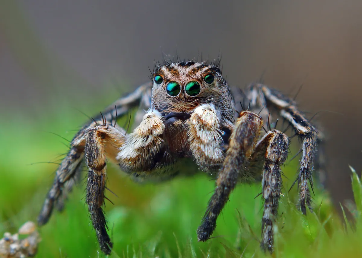Araña Saltadora con Marca en V