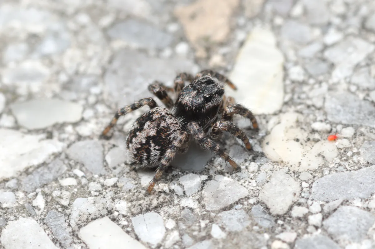 Araña Saltadora con Marca en V