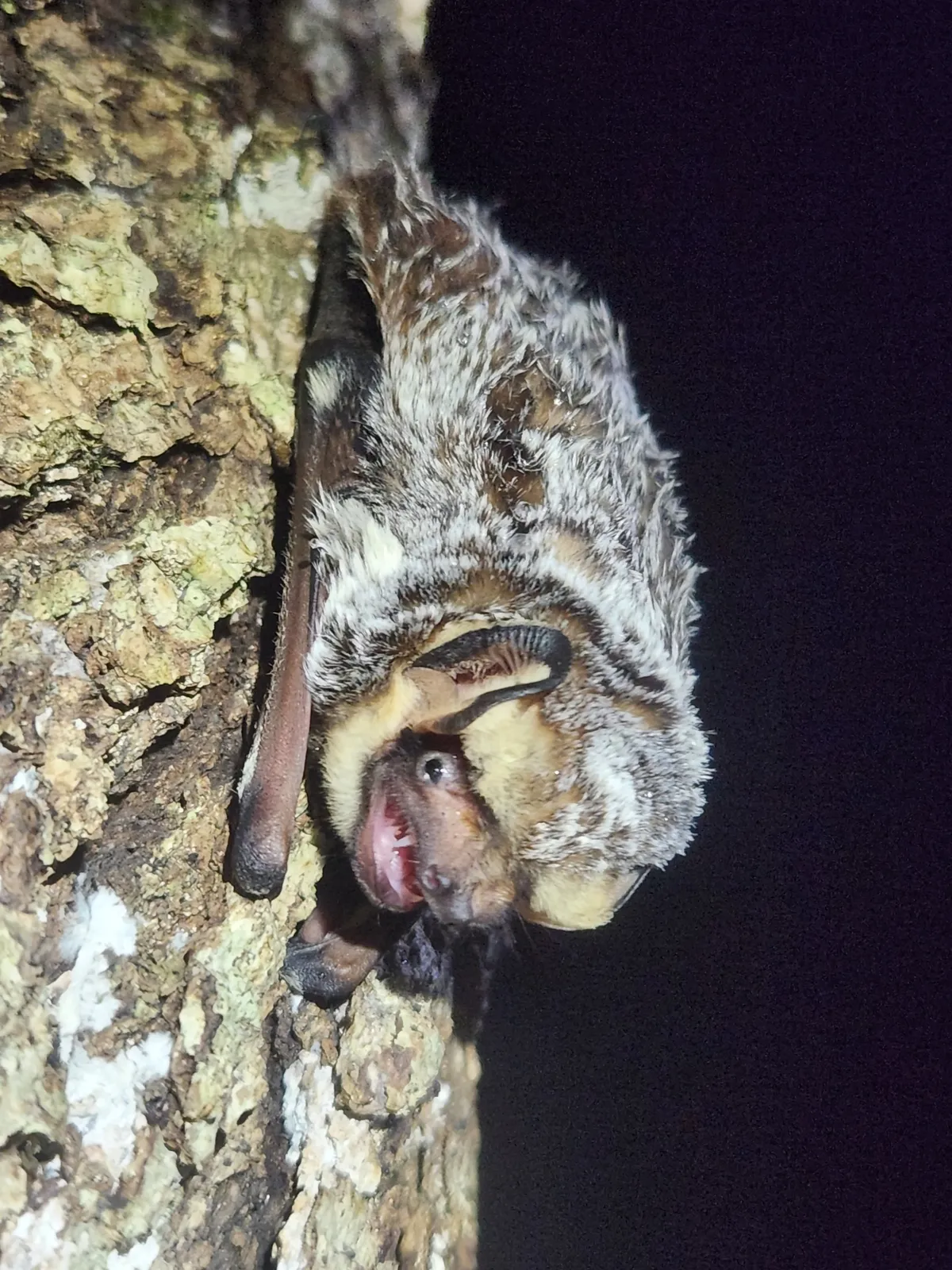 Murciélago Ceniciento