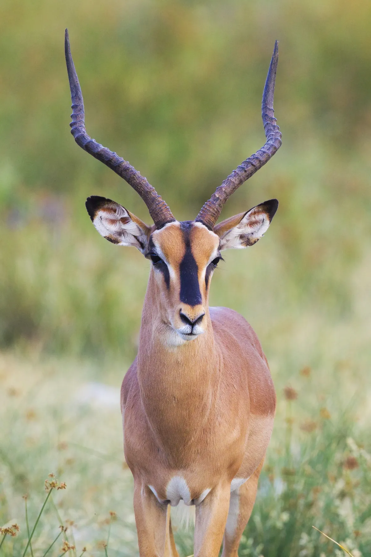 Impala