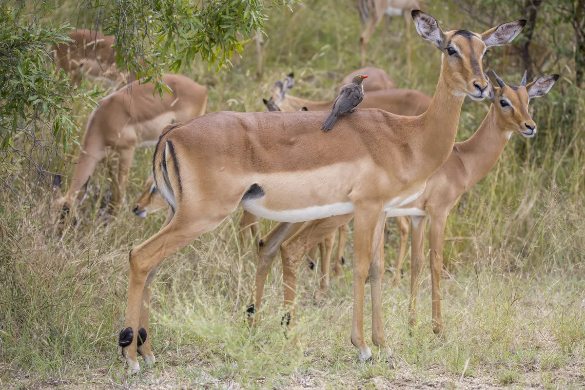 Impala