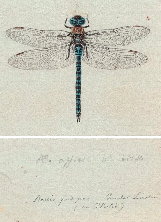 Southern Migrant Hawker