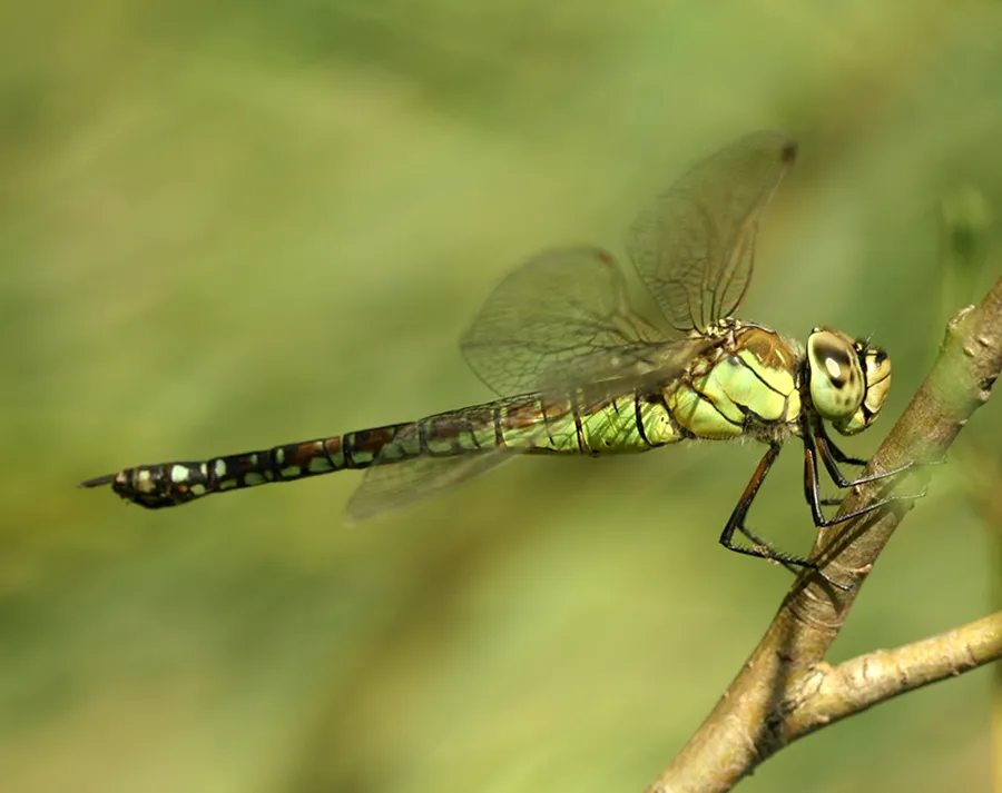 Southern Migrant Hawker
