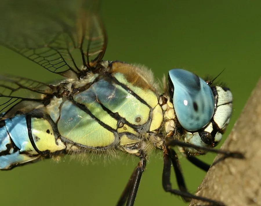 Southern Migrant Hawker